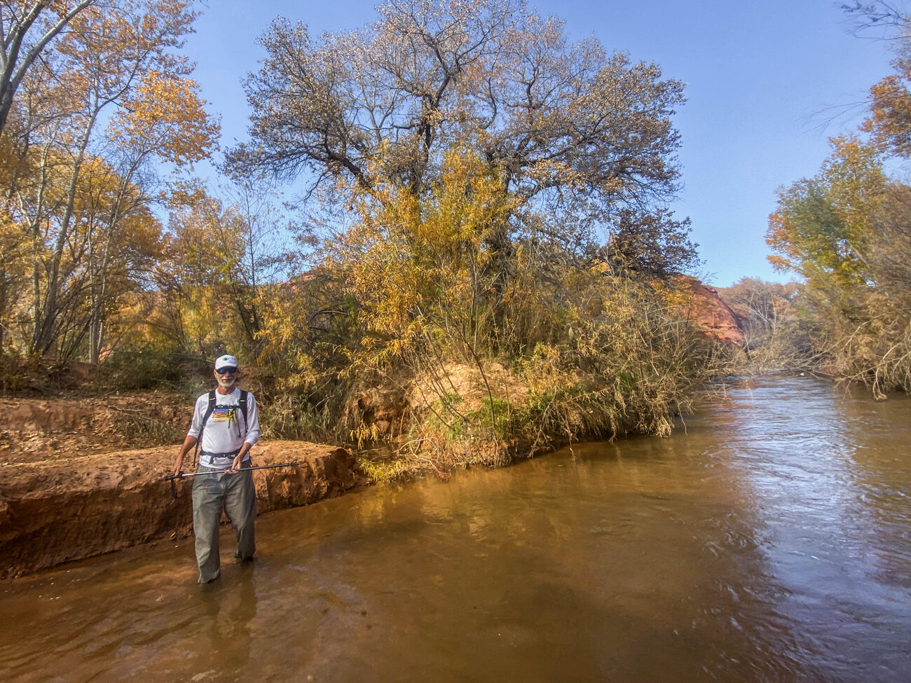 A hiker wading the Escalante River beneath golden cottonwoods on the way to the Cathedral